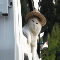 straw hat cat