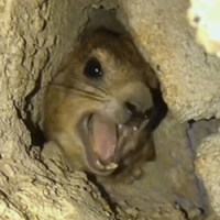 Screaming Hyrax