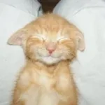 chill cat