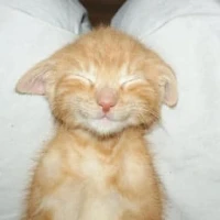 chill cat