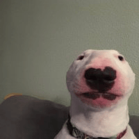 Bullterrier