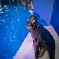 Arie The Sealion