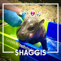 Haggis The Baby Pygmy Hippo