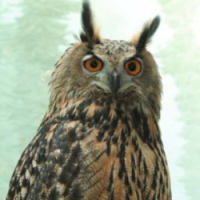 Flaco the Owl