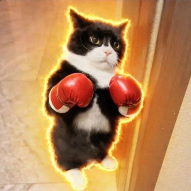 Punch Cat