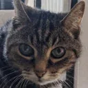 The Democat
