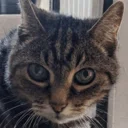 The Democat