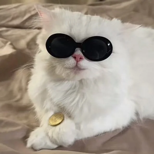 CAT COIN FLIP