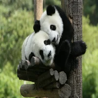 Hong Kong Panda Coin