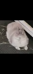 WTF BUNNY