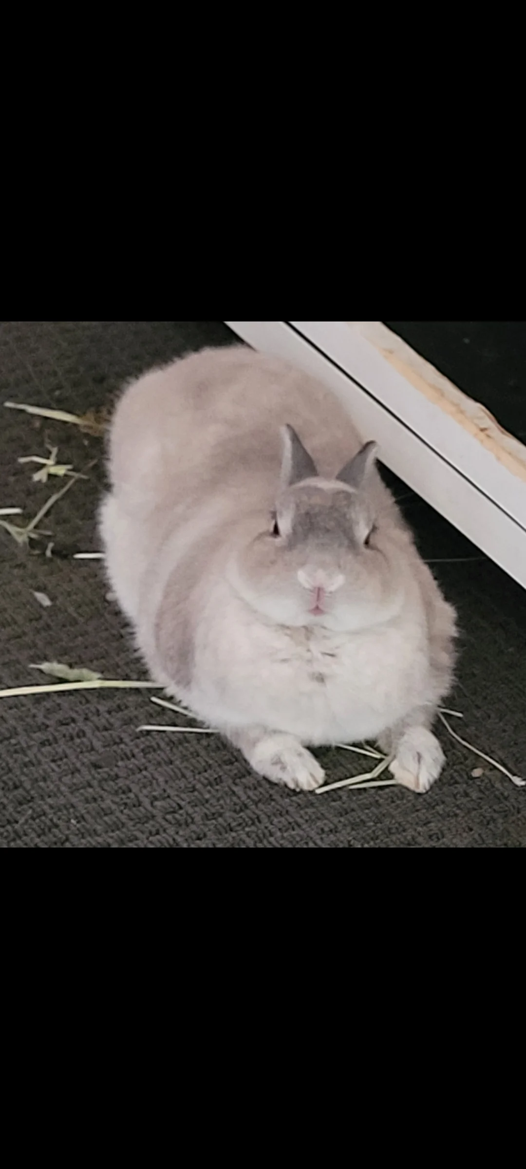 WTF BUNNY