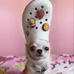 Croc Dog