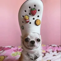 Croc Dog