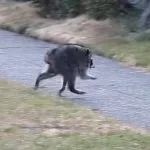 Jimothy The Raccoon