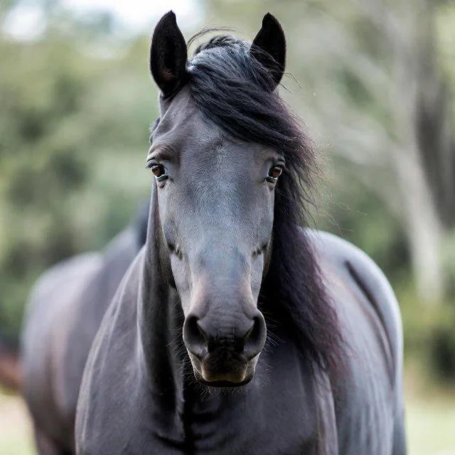 CLYDE The Big Black Clydesdale