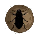 Dung Token