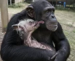 APE WIF DOG