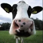Cowcoin