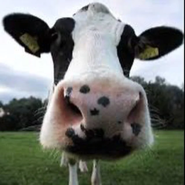 Cowcoin