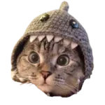 Shark Cat