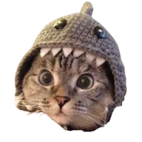 Shark Cat