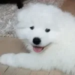 MOCHI