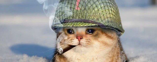war kitty