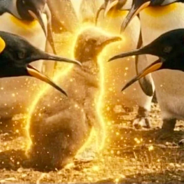 Penguina Non Grata
