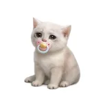 Baby Cash Cat