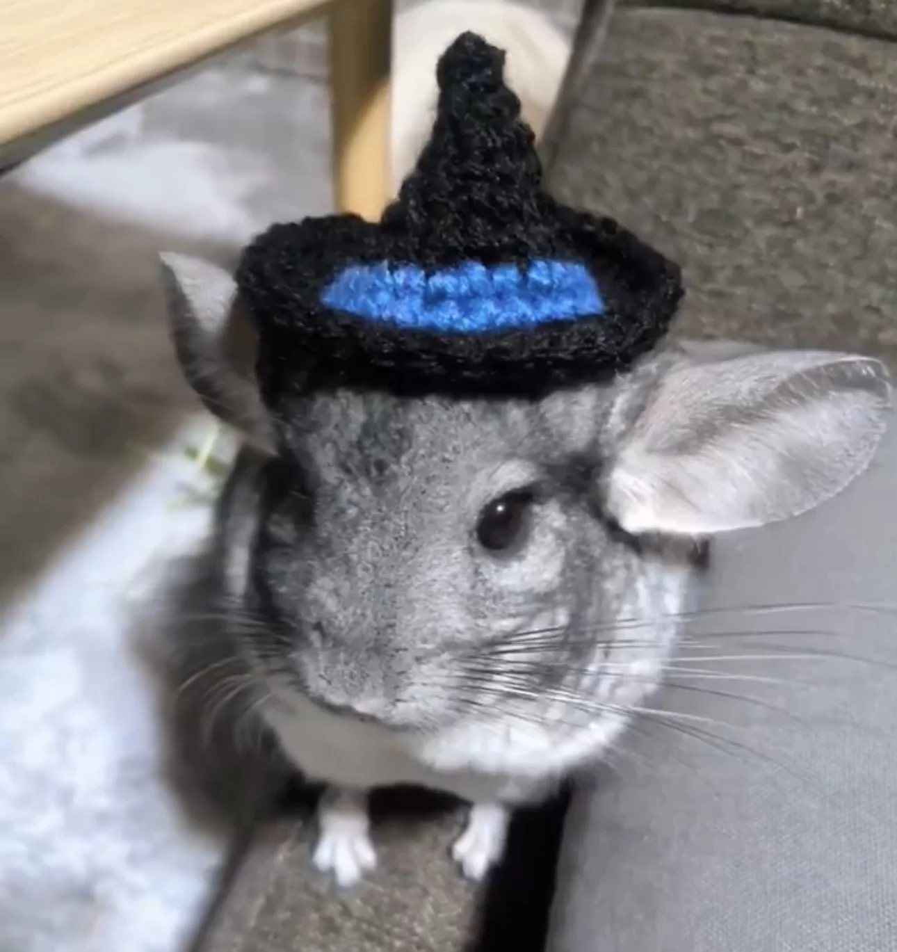 Halloween Hat On