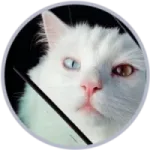 Hebei the Cat