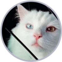 Hebei the Cat