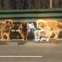 The 7 Wanderers