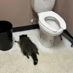 Trashed Panda