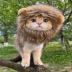 LionCat