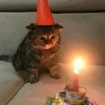 Lonely Cat