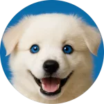 Viral Dog