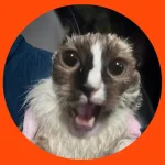 WAKE UP CAT