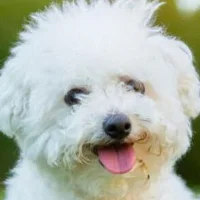 Caniche Coin