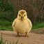 The Chubby Gosling