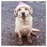 Muddy Doggy